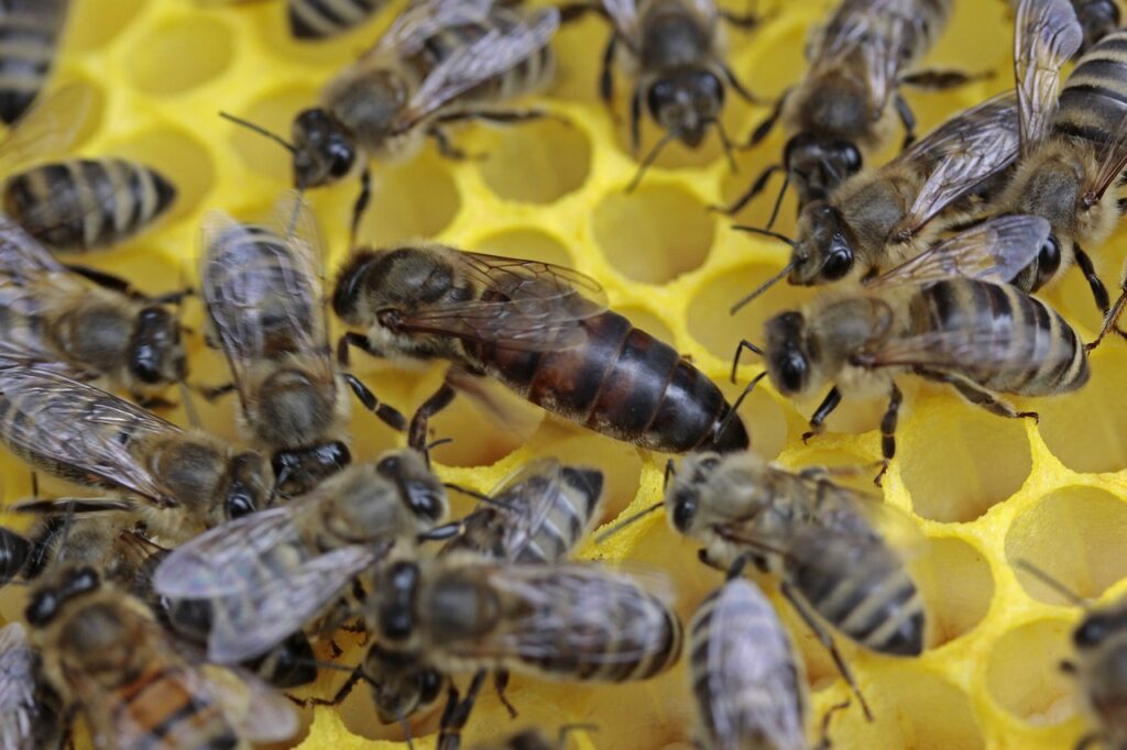 bees, queen, honeycomb-1163028.jpg