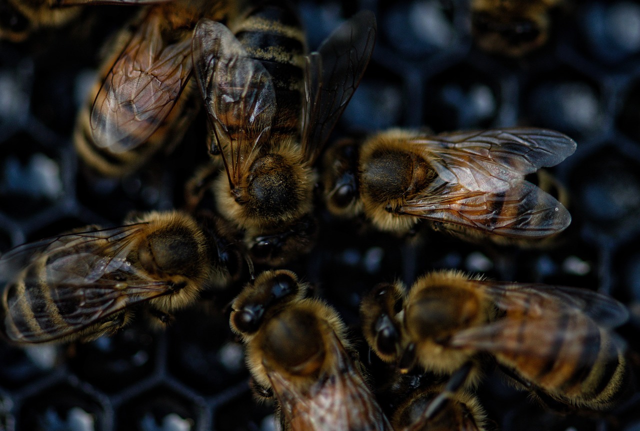 bees, swarm, beekeeping-4751541.jpg