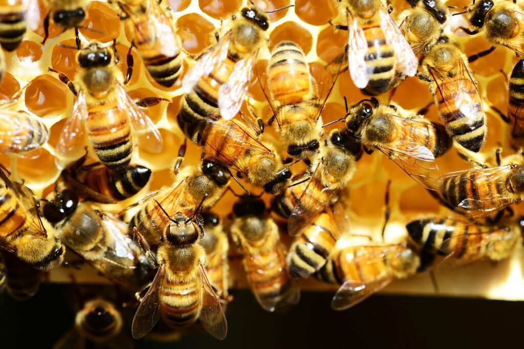 honey bees, honey comb, bees-345620.jpg