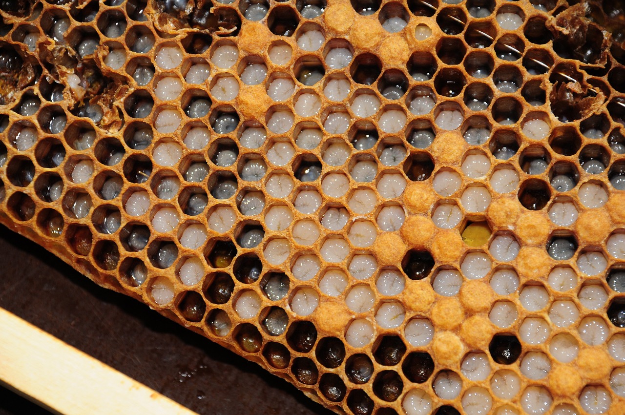 honeycomb, brood comb, bees-827476.jpg